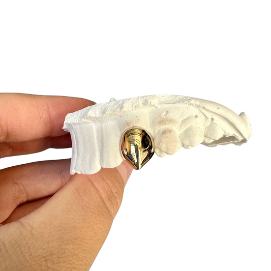Single Fang Caps